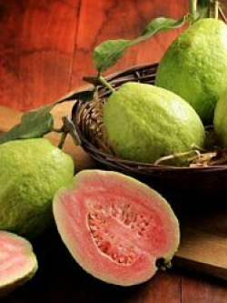 ฝรั่งไส้แดง (Guava) / 50 เม็ด (Russia)