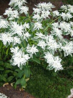 ยูฟอร์เบีย มาร์จินาต้า (Euphorbia Marginata) / ซอง 20 เม็ด (Ukraine)