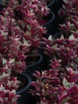 ต้นเกล็ดแก้วทับทิม (Calico plant) ขนาดกลาง / ต้น