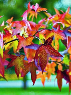 สวีทกัม (Sweetgum / Alligator Wood) / 100 เม็ด (Australia)