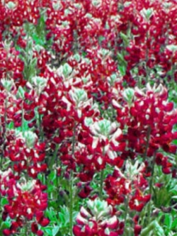 บลูบอนเน็ต มารูน เรด (Bluebonnet - Maroon Red) / 50 เม็ด (USA)