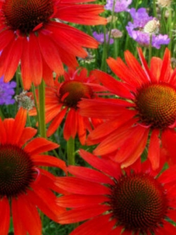 เอ็กไคนาเซีย (Echinacea) สีแดง / 100 เม็ด