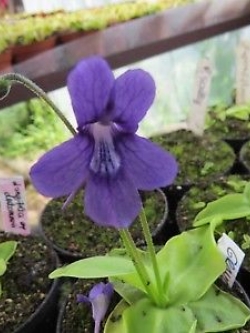 พิงกุย (Pinguicula) สีม่วง / 5 เม็ด (Hungary)