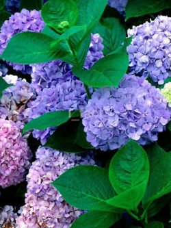 ไฮเดรนเยีย (Hydrangea) สีม่วงและชมพู / 50 เม็ด