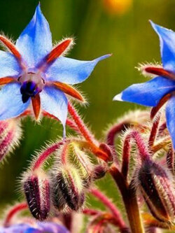โบราจ (Blue Borage) / 50 เม็ด