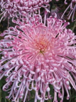 เบญจมาศ ไฟร์เวอร์ค (Chrysanthemum Fireworks) สีชมพู / 50 เม็ด