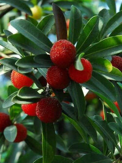 ต้นหยางเหมย/เอี่ยบ๊วย/เบย์เบอรี่แดง/ยัมเบอรี่ สูง 50-70 ซ.ม. (China)