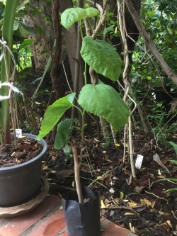 ต้นหม่อน (Mulberry) ขาวออสเตรเลีย สูง 40-60 ซ.ม. / ต้น