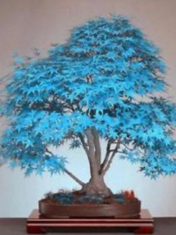 เมเปิ้ลญี่ปุ่น (Japanese Maple) สีฟ้าอ่อน / 15 เม็ด