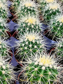 ต้นถังทอง (Echinocactus grusonii) กระถาง 2 นิ้ว / ต้น