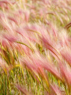 หญ้าหางกระรอก (Squirrel Tail Grass) / 50 เม็ด (UK)