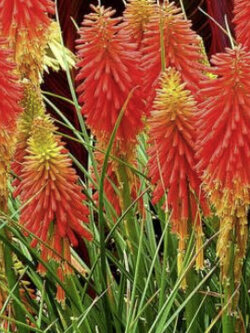 เรด ฮอท โป๊กเกอร์ (Red Hot Poker / Kniphofia uvaria) / 15 เม็ด (UK)