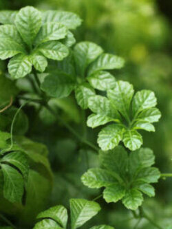 เจียวกู่หลาน หรือเซียนเฉ่า (Jiaogulan) / 100 เม็ด (China)