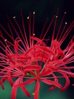 หัวว่านลิลี่แมงมุม (Spider Lily) สีแดง / 3 หัว
