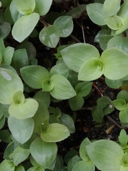 ต้นริบบิ้นชาลี ใบเขียว ใต้ใบม่วง กระถาง 4 นิ้ว