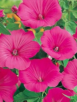 ชบาฝรั่ง (Rose Mallow - Lovliness) / 100 เม็ด (USA)