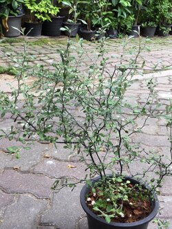 ต้นโคโรเกีย (Corokia) ใบเงิน สูง 30-40 ซ.ม. / ต้น (Holland)*