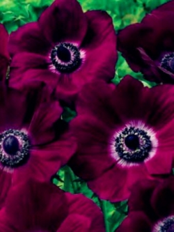 แอนนีโมนี (Anemone) สีม่วง / 25 เม็ด