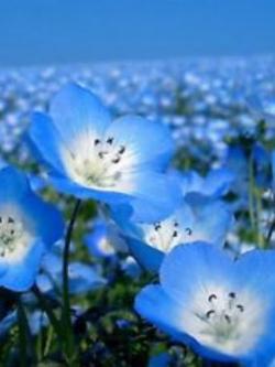 เนโมฟีลา - เบบี้บลูอาย (Nemophila - Baby Blue Eyes) / 100 เม็ด (Ukraine)