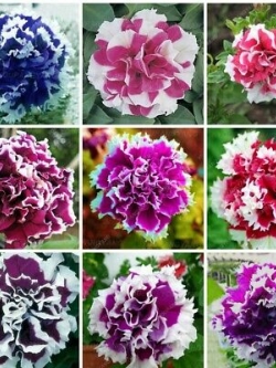 พิทูเนีย (Hanging Petunia) ซ้อน คละ / 200 เม็ด