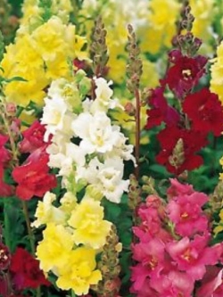 ดอกลิ้นมังกร (Snapdragon) ดอกใหญ่ ต้นสูง คละสี / 3,000 เม็ด (Ukraine)