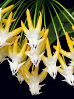 Rocket Hoya (โฮยาจรวด) / 50 เม็ด