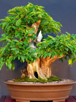 คอเนเลี่ยน เชอรี่ ด็อกวูด (Cornelian Cherry Dogwood) / 65 เม็ด (UK)