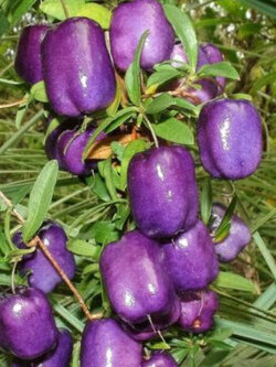 แอปเปิลเบอรี่ (Appleberry) / 10 เม็ด (Australia)