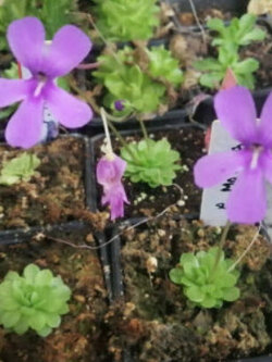 พิงกุย (Pinguicula) ดอกสีม่วง / 5 เม็ด (Spain)