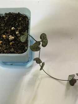 ต้นสายป่านดวงใจ ยาว 20-25 ซ.ม. / ต้น