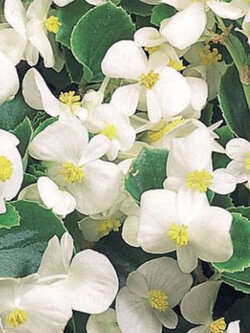 บิโกเนียใบมัน (Begonia Wax) สีขาว / 50 เม็ด (USA)