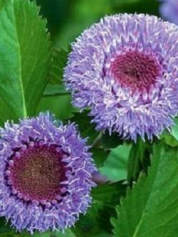 กระดุมไพลิน (Brazillian Button) / 10 เม็ด (USA)