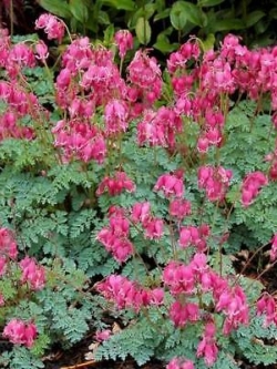 หทัยหยาดทิพย์ใบเฟิร์น (Fringed Bleeding Heart) สีชมพู / 10 เม็ด (Moldova)