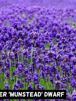 ลาเวนเดอร์ มุนสเตด (Munstead Lavender) / 50 เม็ด (Australia)