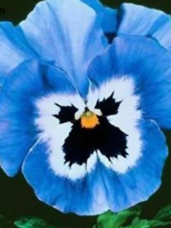 แพนซี (Pansy) สีฟ้า / 100 เม็ด