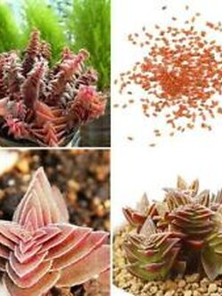 บุดด้า เท็มเปิล (Buddha's Temple) / 100 เม็ด