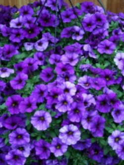 พิทูเนียเลื้อย (Trailing Petunia) น้ำเงิน (A) / 5,000 เม็ด (Serbia)