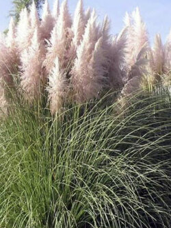 หญ้าภูเขา (Pampas grass / Cortaderia Selloana) สีชมพู (แบบใหม่) / 200 เม็ด (UK)*