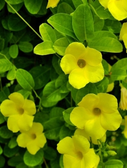 ต้นจันทร์กระจ่างฟ้า (Yellow dipladenia) กระถาง 6 นิ้ว / ต้น