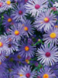 อัลไพน์ แอสเตอร์ (Alpine Aster) สีม่วง / 50 เม็ด (A236)