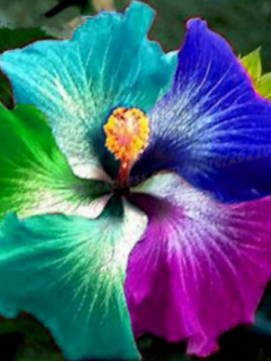 ชบาแฟนซี ดอกใหญ่ (Rainbow Hibiscus) / 100 เม็ด