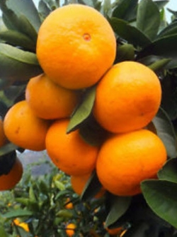 ส้มแมนดาริน (Mandarin orange) / 50 เม็ด