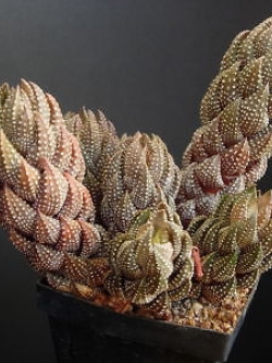 ฮาโวเทีย Haworthia coarcfata / 100 เม็ด