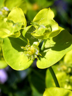 คริสต์มาส (Poinsettia) เขียว / 50 เม็ด