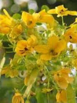 ทรงบาดาล / ขี้เหล็กหวาน (Kalamona) / 25 เม็ด (P2S)