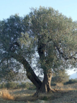มะกอกโอลีฟ (common Europe Olive) / 5 เม็ด (Portugal)