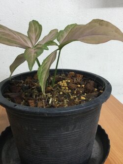 ต้นเงินไหลมา พิ้งค์ สแปลช (Syngonium Pink Splash) กระถาง 8 นิ้ว