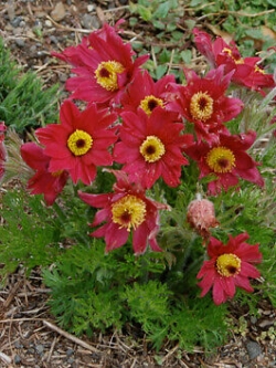 พาสคิว ฟลาวเวอร์ แดง (Pasque flower Red) / 35 เม็ด (Hungary)