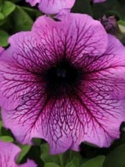 พิทูเนียดอกใหญ่ แดดดี้ เอฟวัน (Petunia Daddy F1) สีม่วง / ซอง 10 เม็ด (Ukraine)