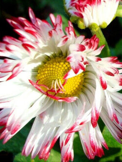 อิงลิชเดซี่ มอนสโตรซา (Daisy English Monstrosa) คละ / 500 เม็ด (UK)